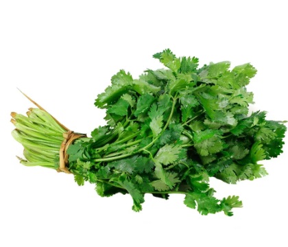 culantro variedades plantas comestibles ecoterra