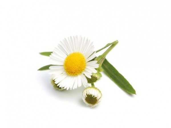 manzanilla plantas comestibles ecoterra