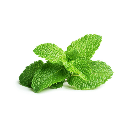 menta plantas comestibles ecoterra